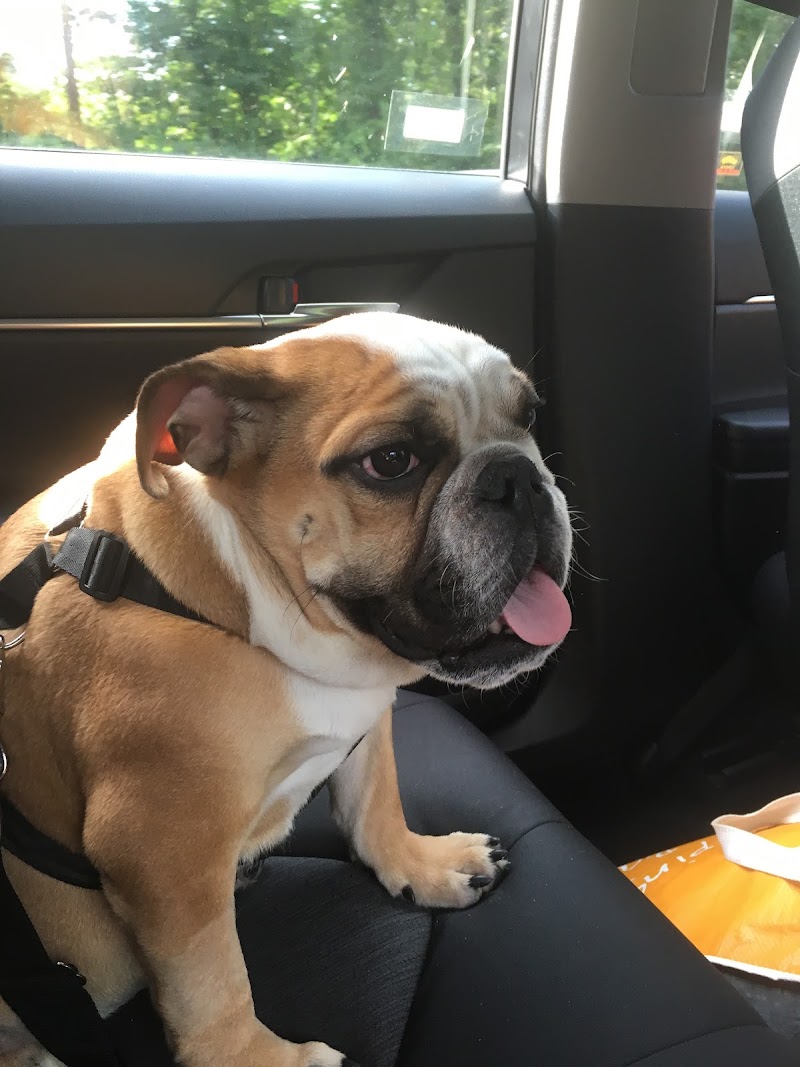 Greater Staten Island Veterinary Services