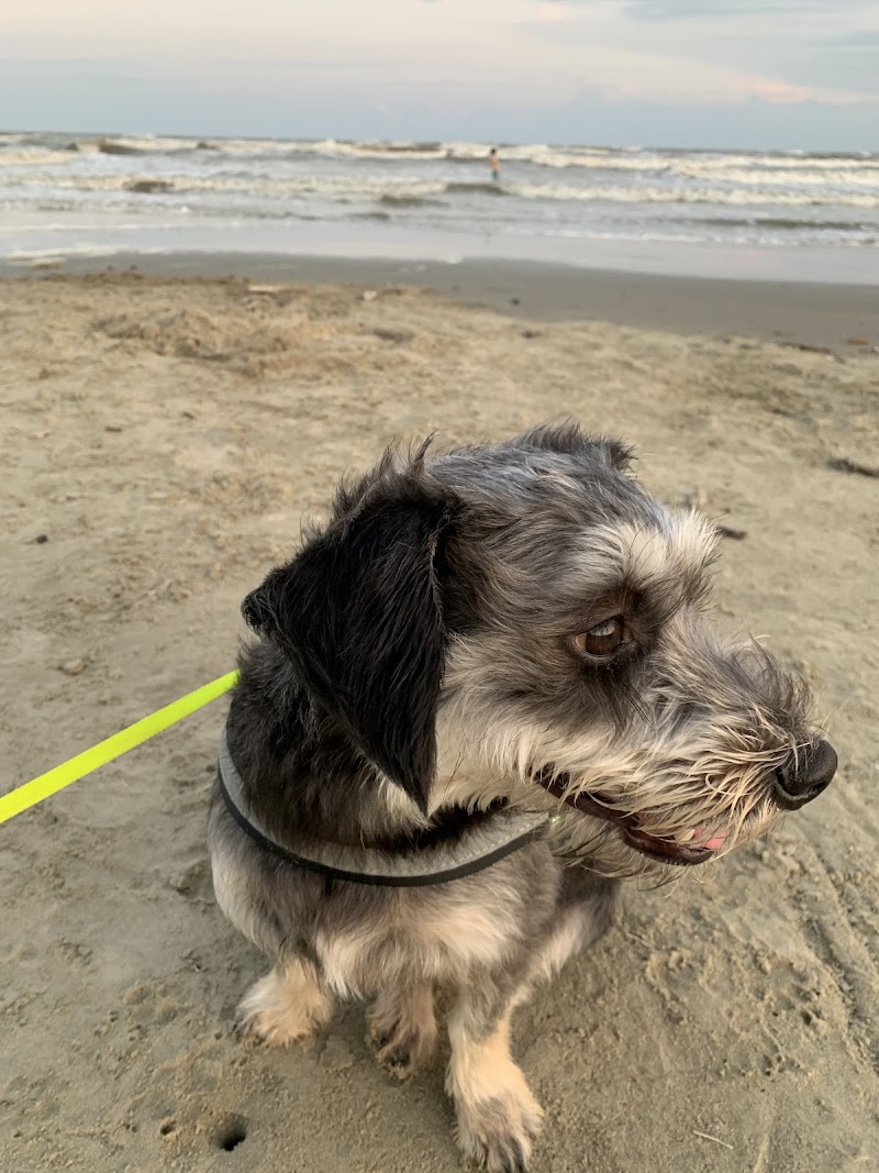 Coastal Veterinary Dermatology & Ear Clinic
