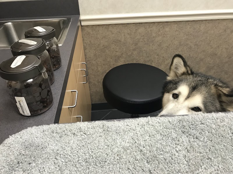 Coastal Veterinary Dermatology & Ear Clinic
