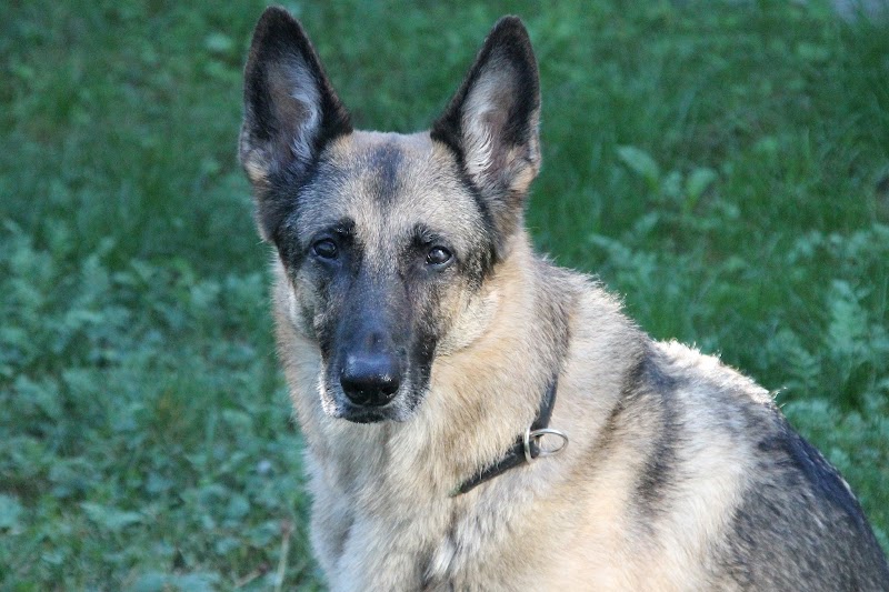 Coastal Veterinary Dermatology & Ear Clinic