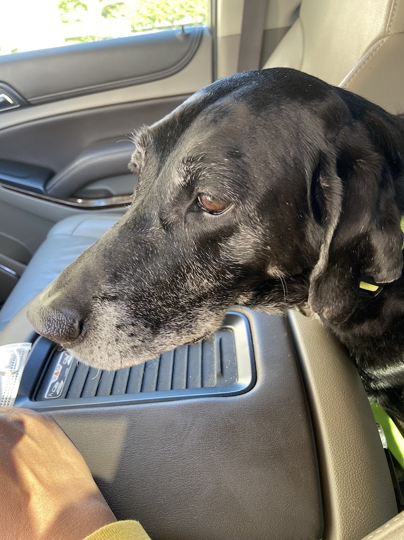 Coastal Veterinary Dermatology & Ear Clinic