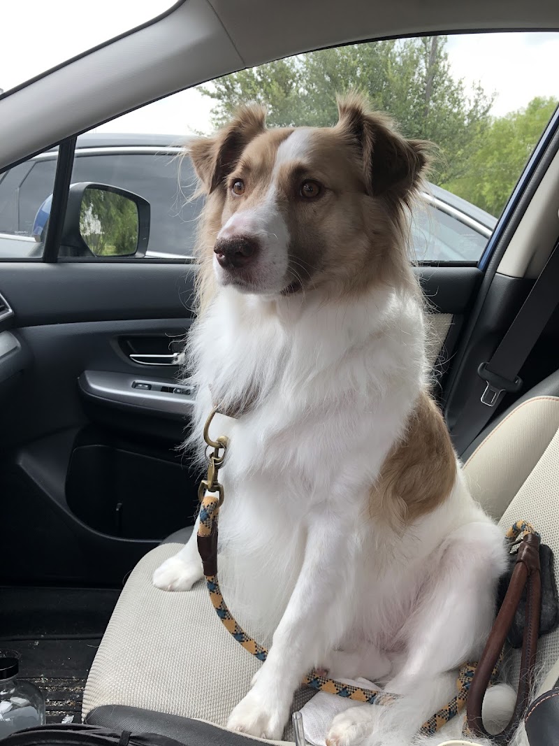 Coastal Veterinary Dermatology & Ear Clinic