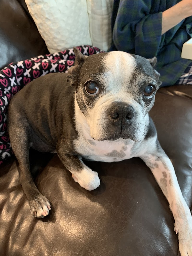 Coastal Veterinary Dermatology & Ear Clinic