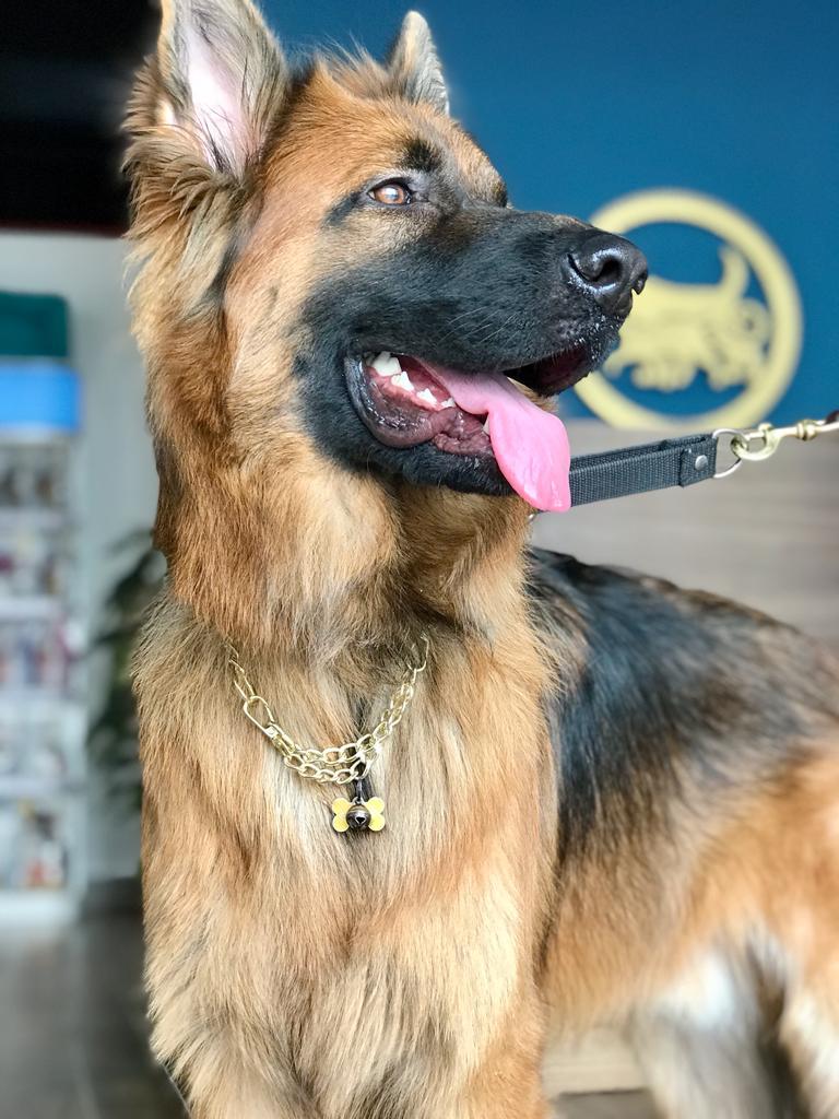 CardioVet Veterinary Clinic