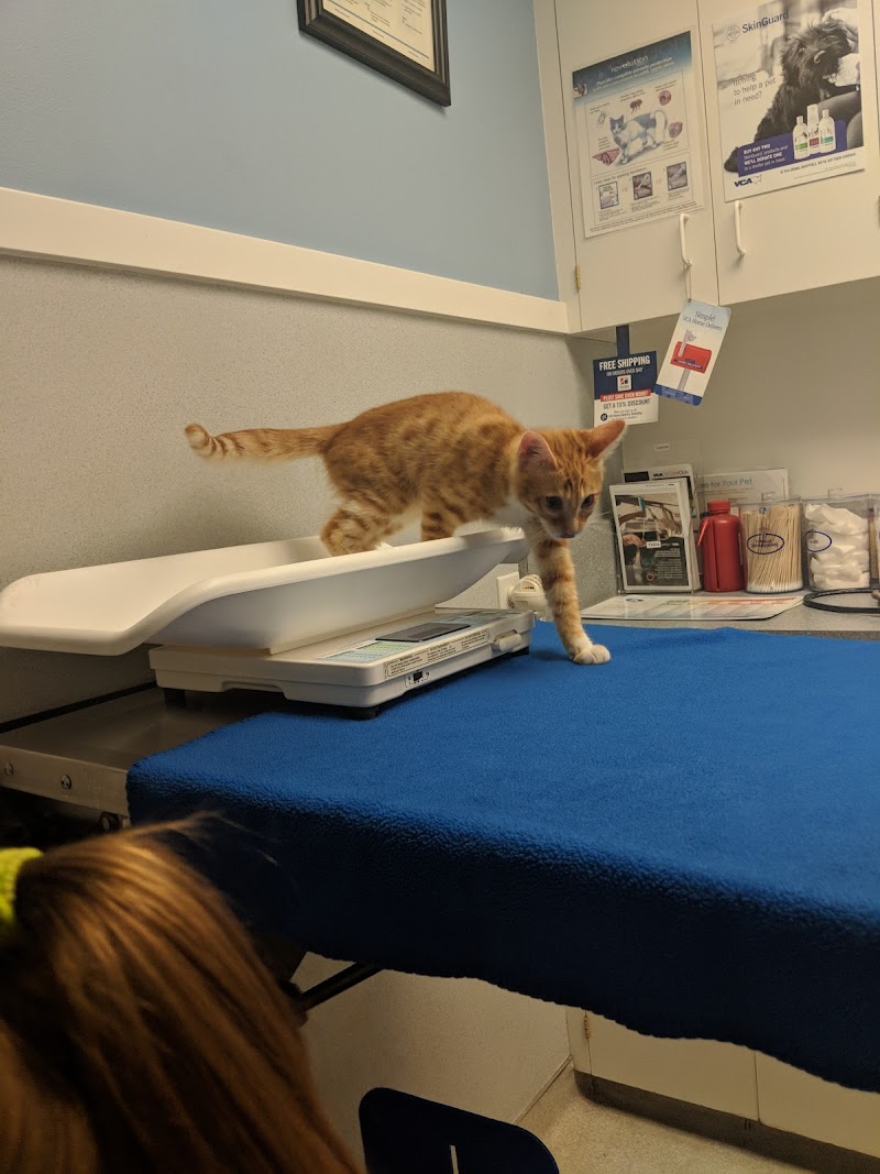 VCA 12-Mile Animal Hospital