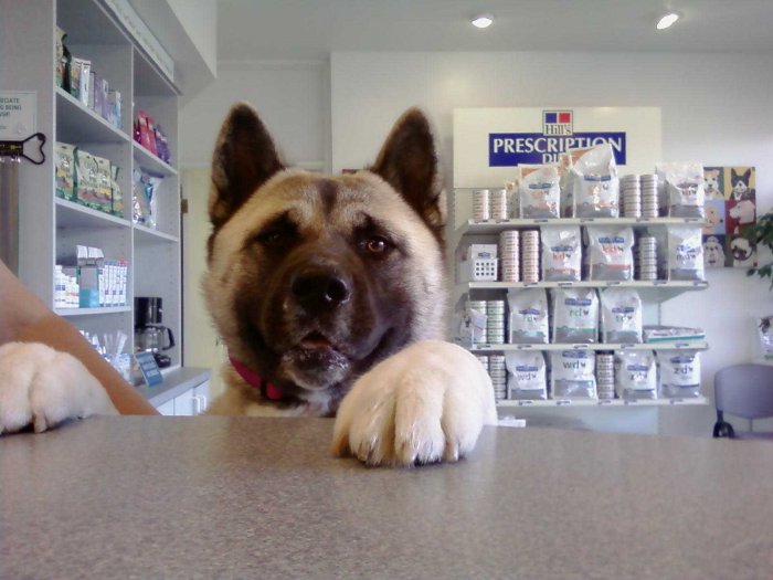 VCA 12-Mile Animal Hospital