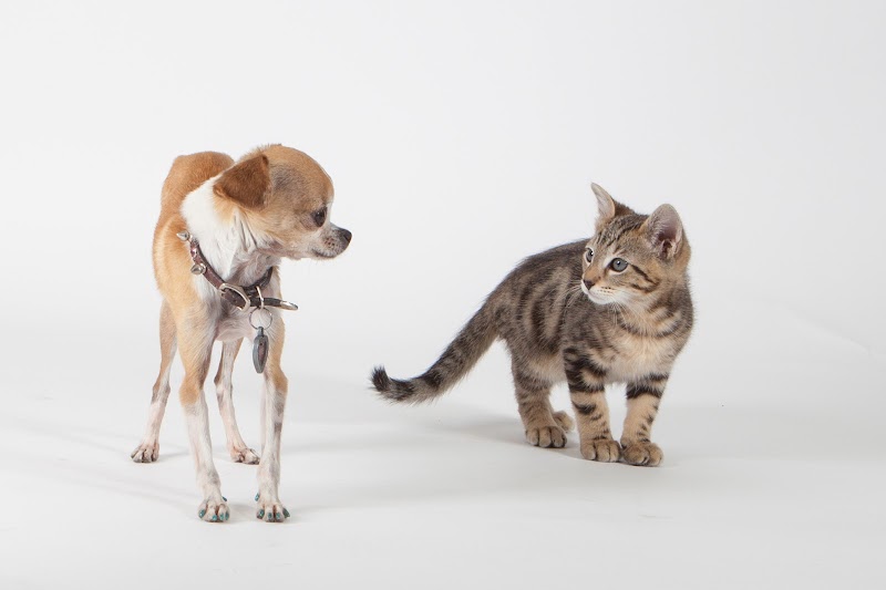 1st Pet Veterinary Centers - North Valley - Phoenix