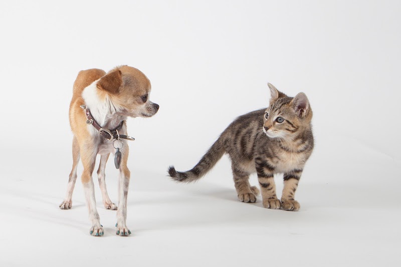 1st Pet Veterinary Centers - North Valley