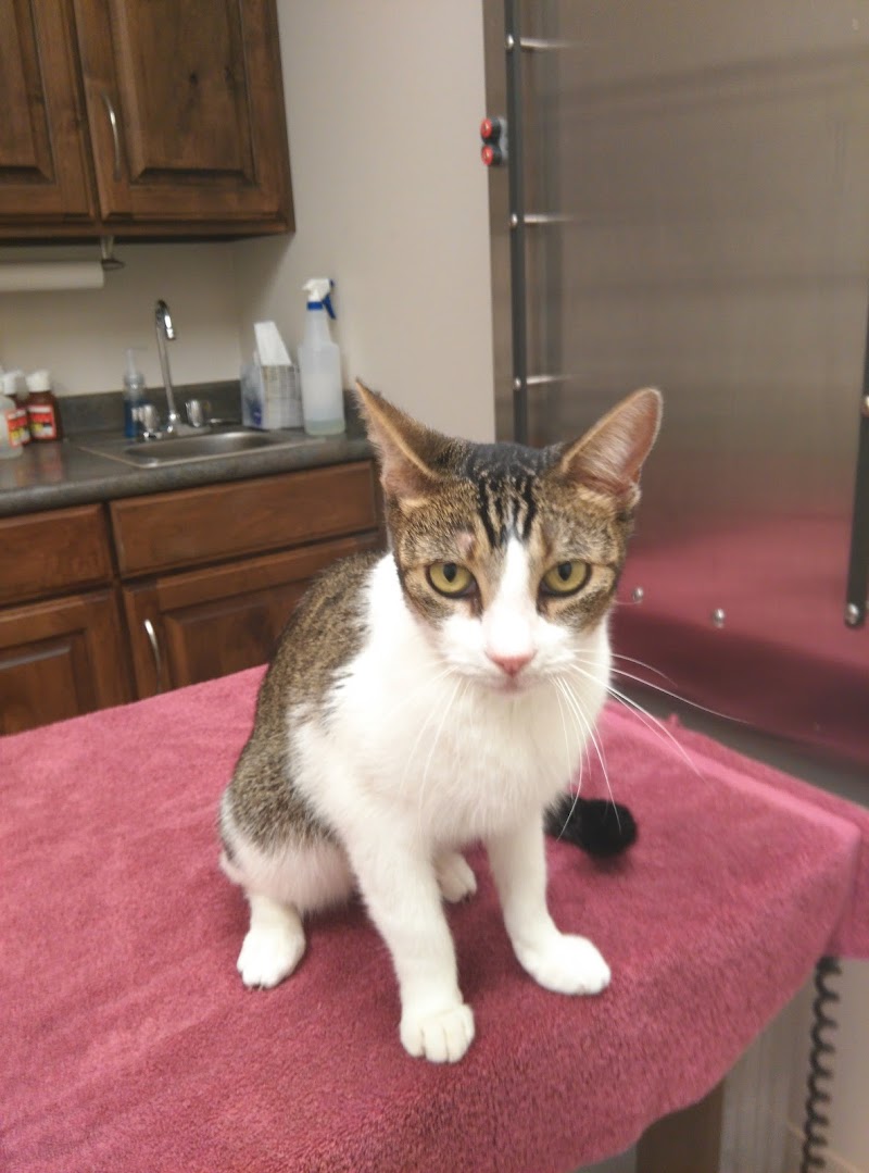 Tech Ridge Pet Hospital