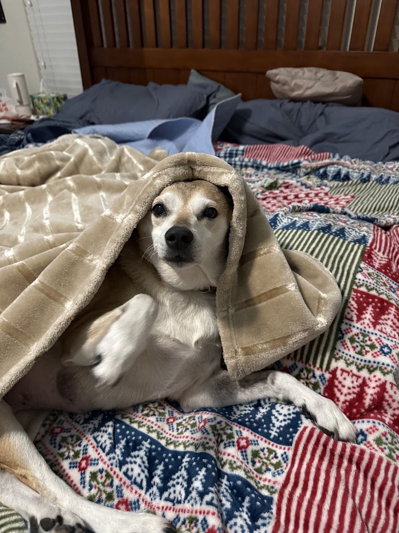 Spring Creek Animal Hospital