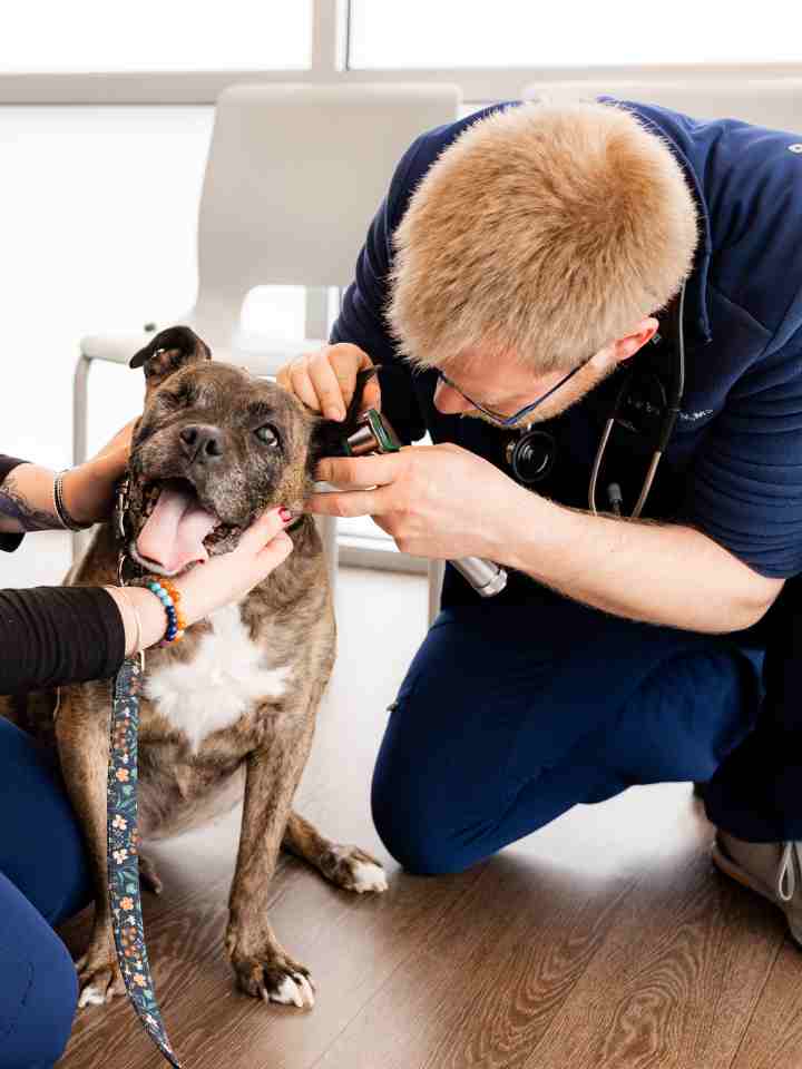 PetMedic Urgent Care Vet Clinic - Peabody