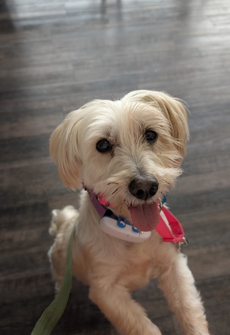 North Houston Veterinary Ophthalmology