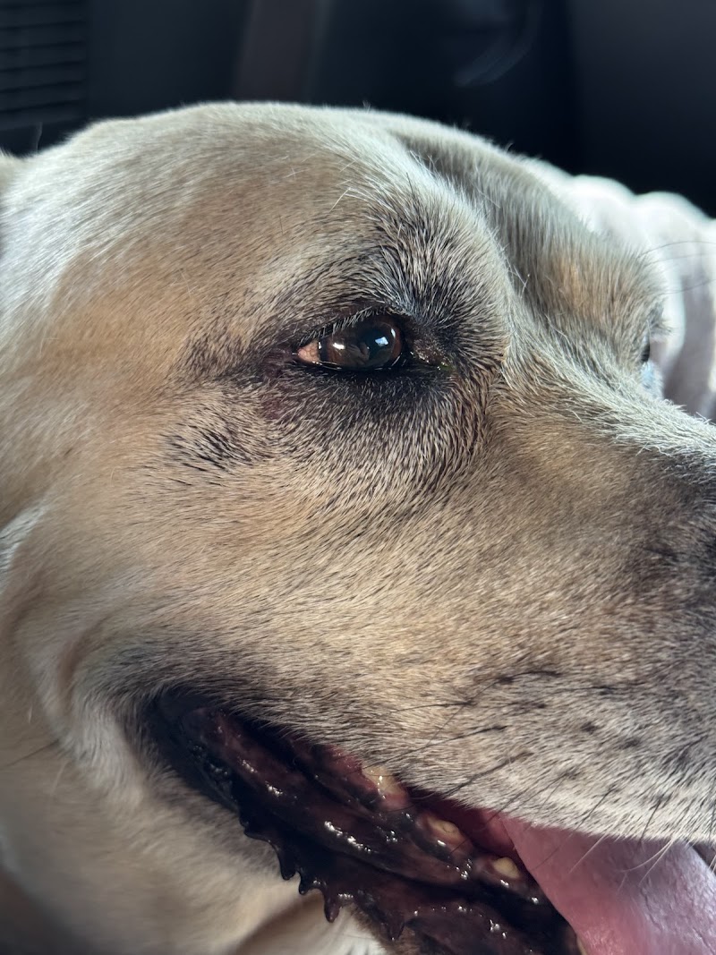 North Houston Veterinary Ophthalmology
