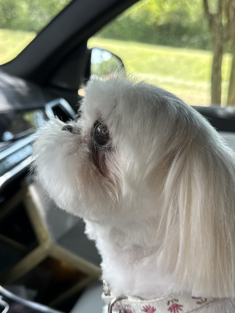 North Houston Veterinary Ophthalmology