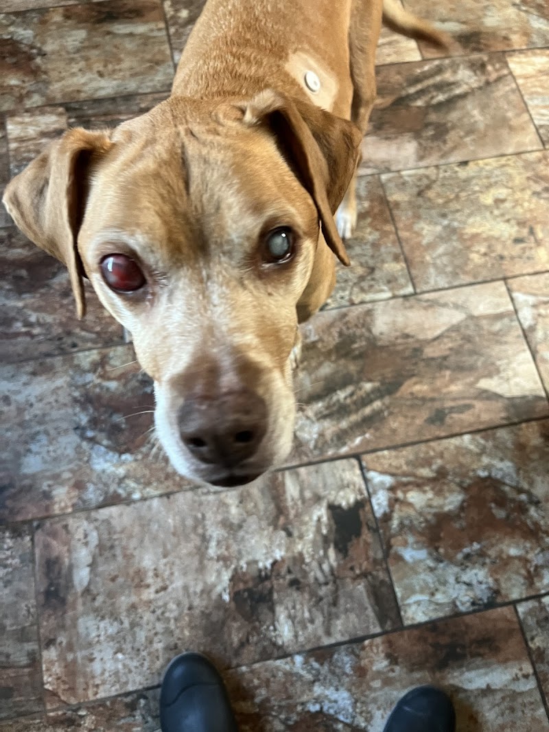 North Houston Veterinary Ophthalmology