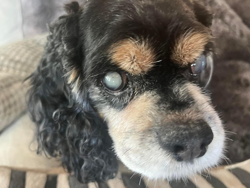 North Houston Veterinary Ophthalmology