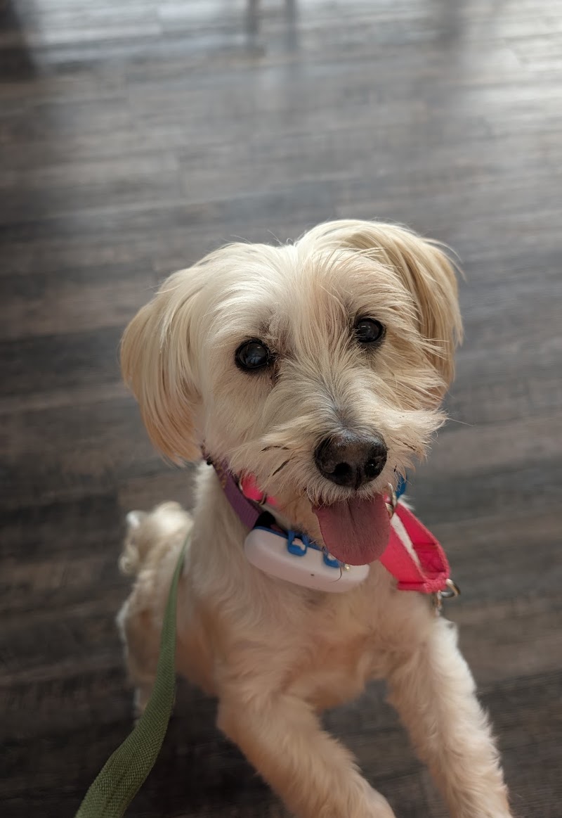 North Houston Veterinary Ophthalmology