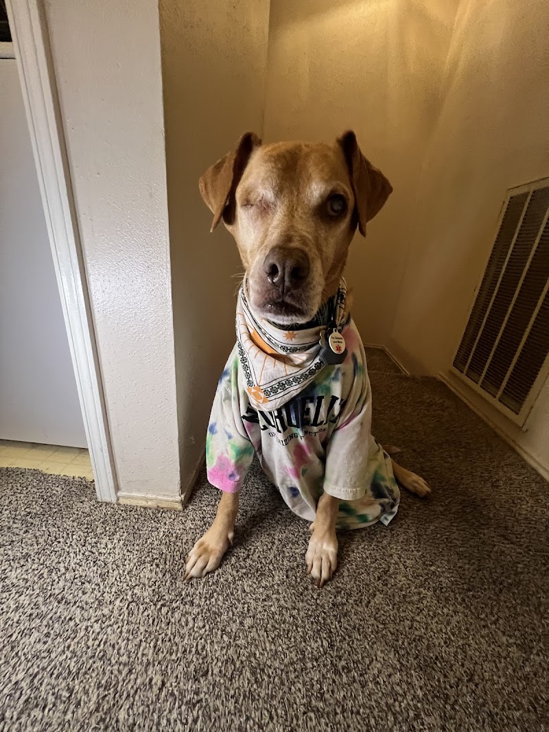 North Houston Veterinary Ophthalmology