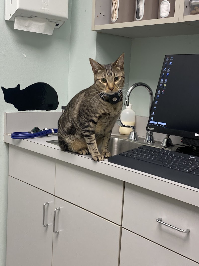Bay Glen Animal Hospital