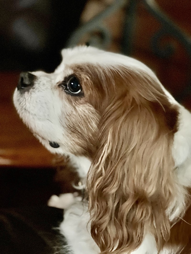 Mid-Michigan Veterinary Cardiology