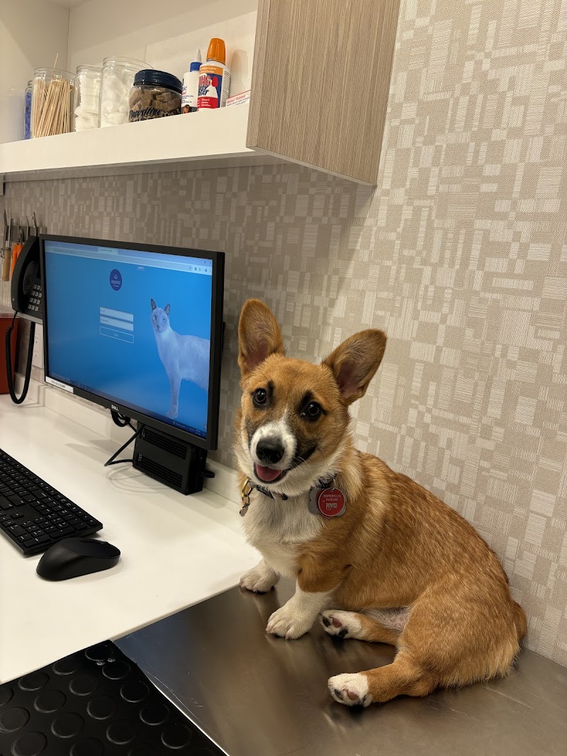 Heart of Chelsea Veterinary Group - Chelsea