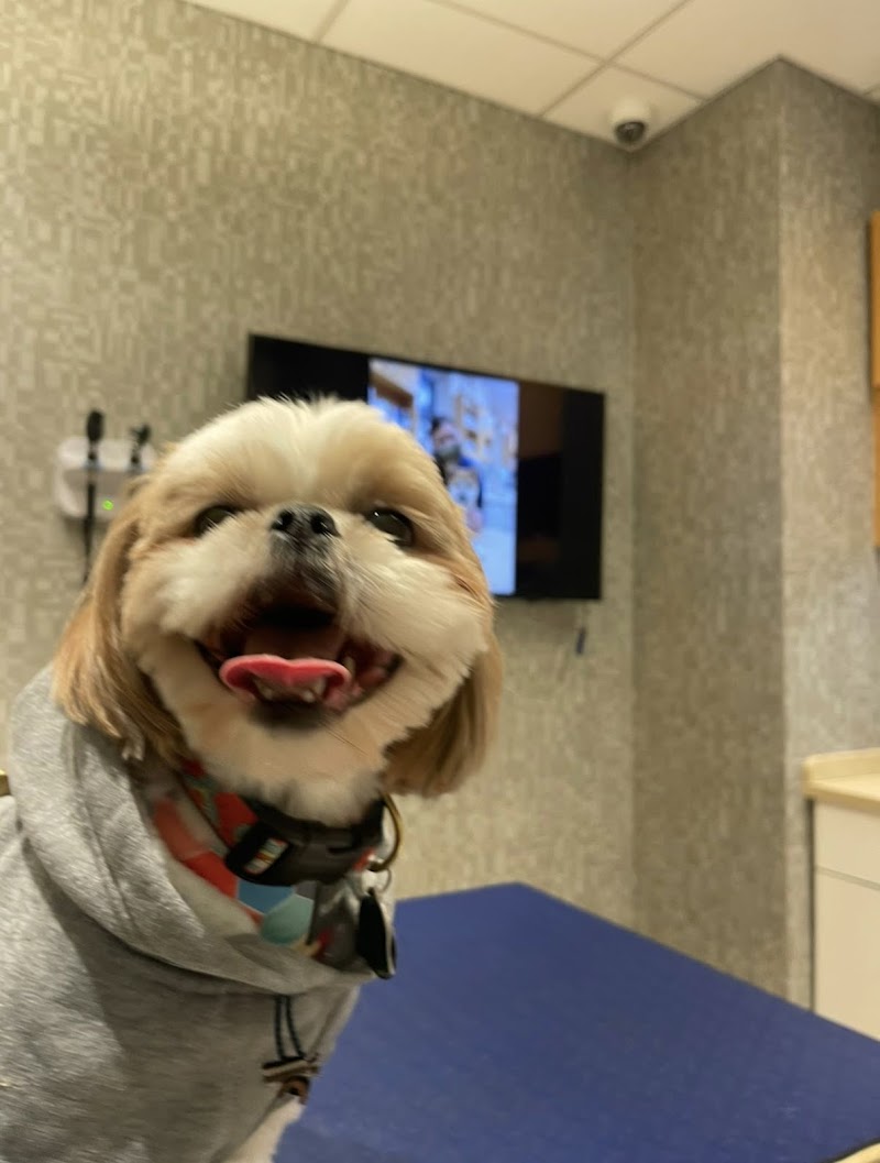 Heart of Chelsea Veterinary Group - Chelsea