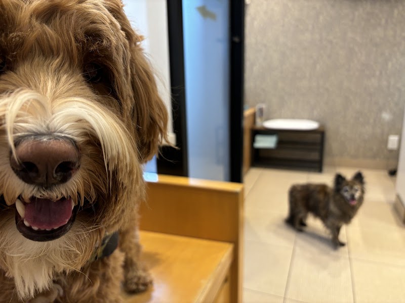 Heart of Chelsea Veterinary Group - Chelsea