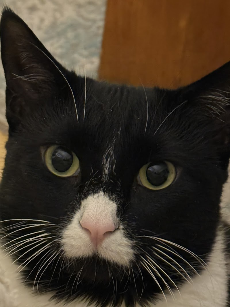 Heart of Chelsea Veterinary Group - Chelsea