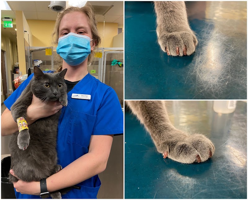 Four Seasons Veterinary Specialists