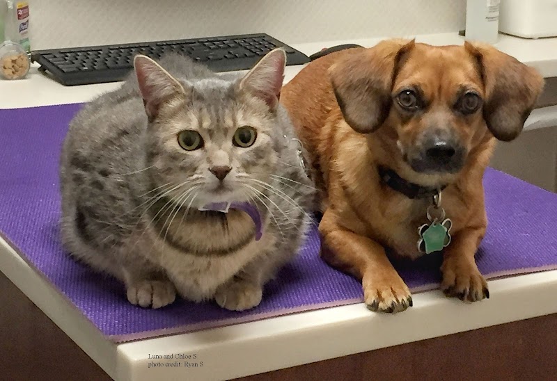 Kenwood Pet Clinic