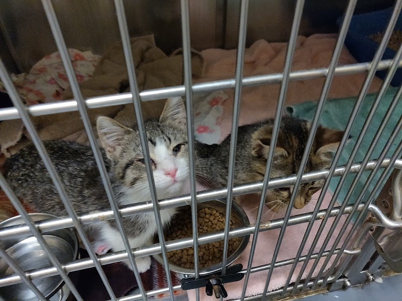 Village West Veterinary