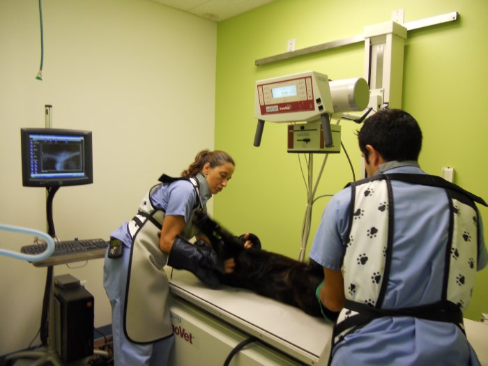VCA Cabrera Animal Hospital