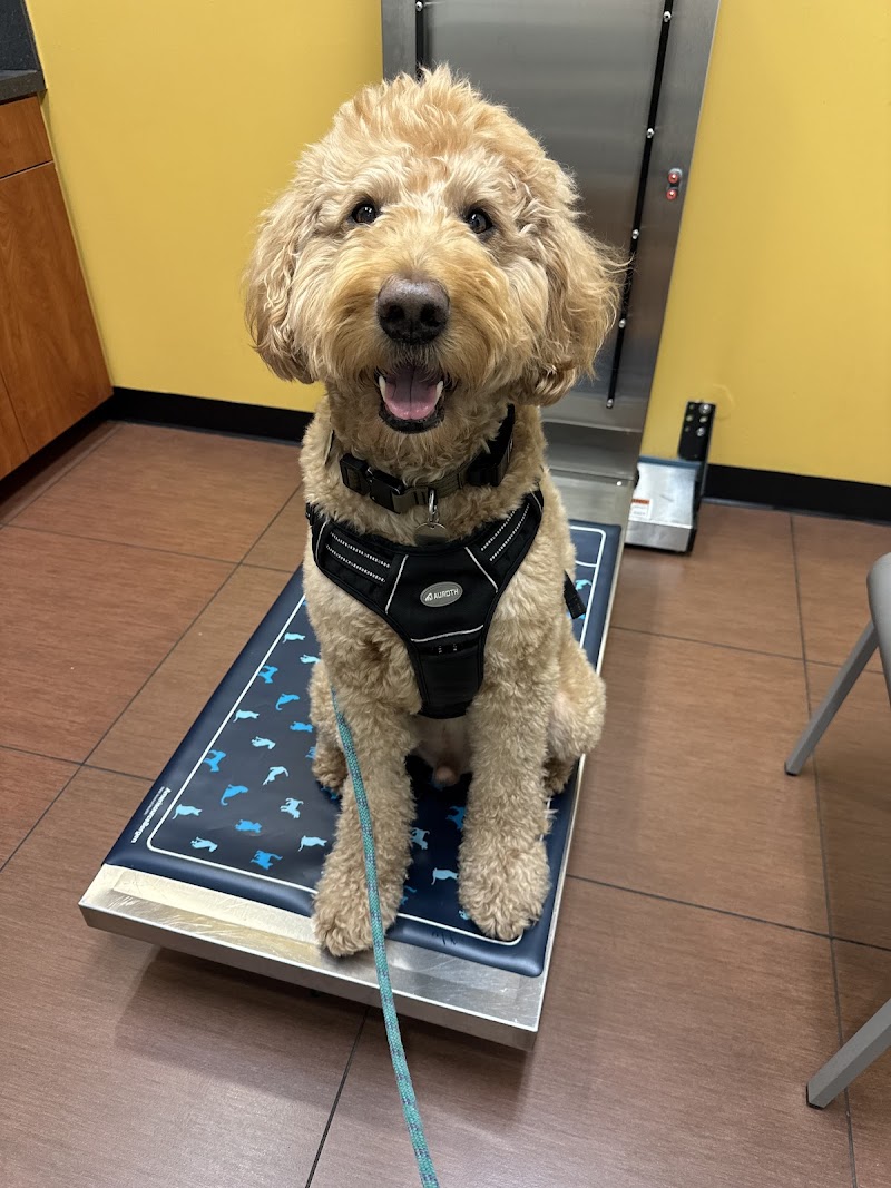 VCA Cabrera Animal Hospital