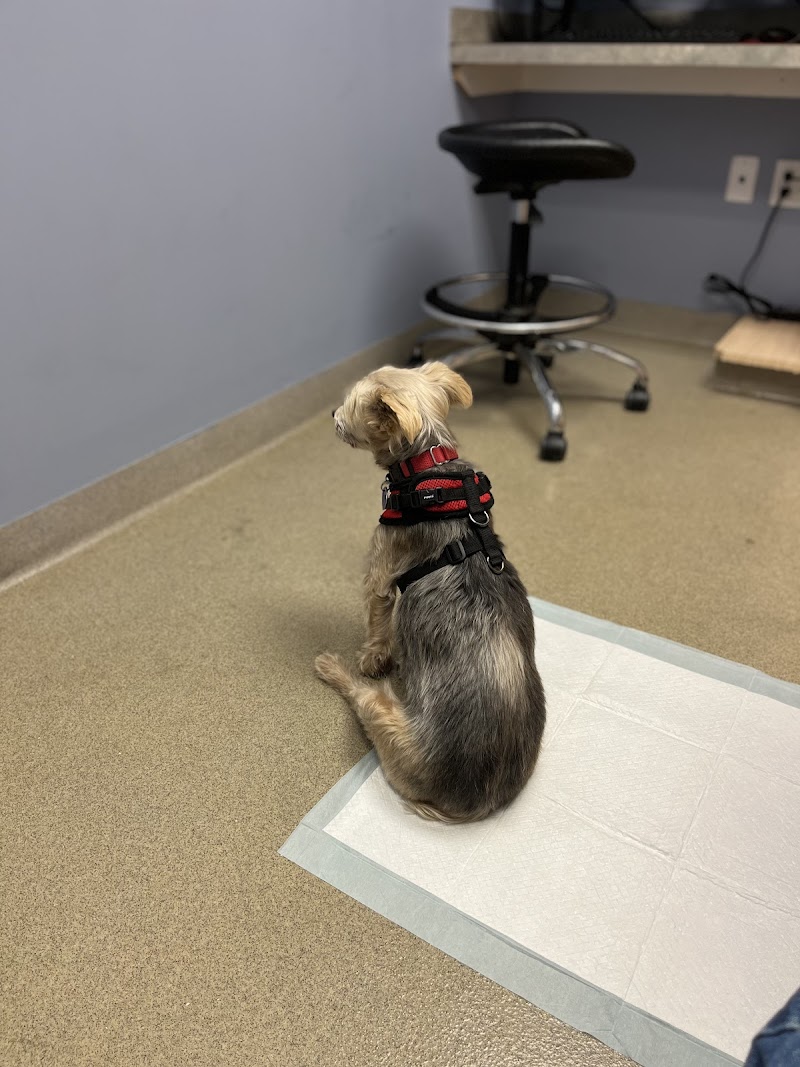 CVCA Cardiac Care for Pets - Waltham