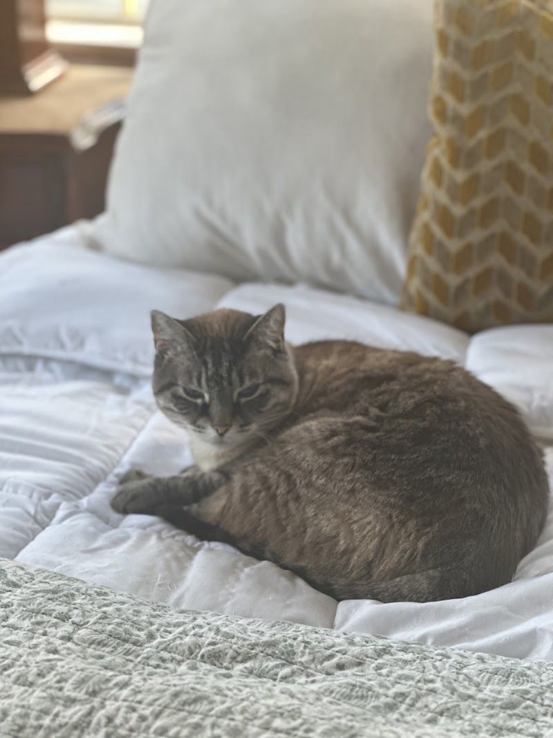 CVCA Cardiac Care for Pets - Waltham