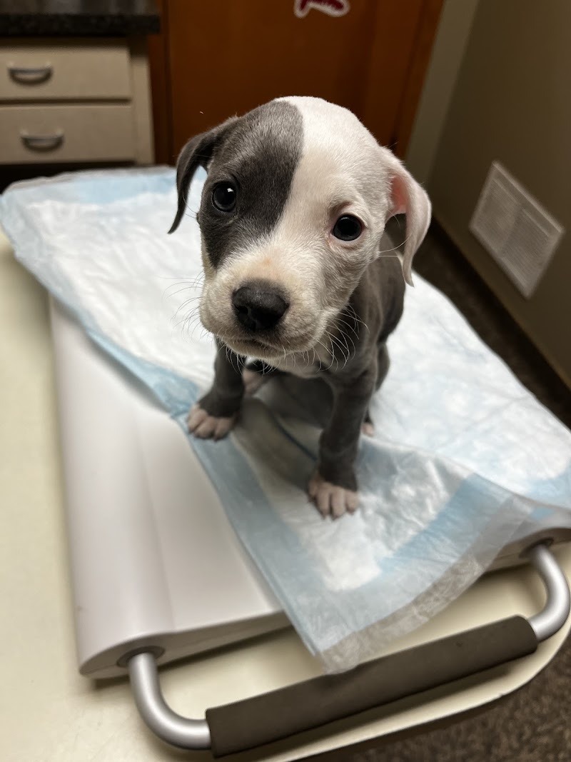 Grayson County Animal Emergency Clinic