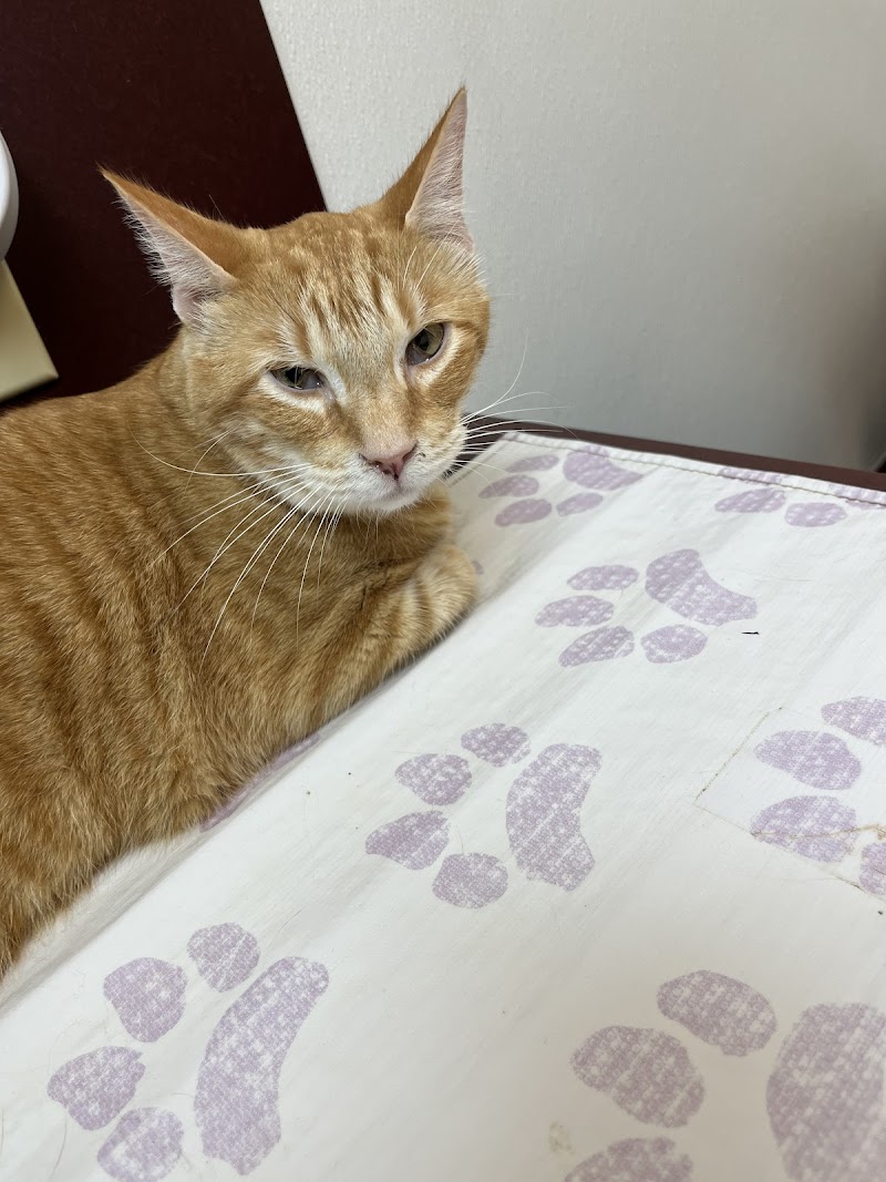Grayson County Animal Emergency Clinic