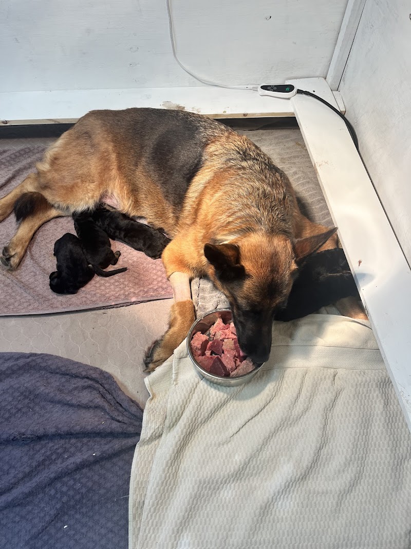 Grayson County Animal Emergency Clinic