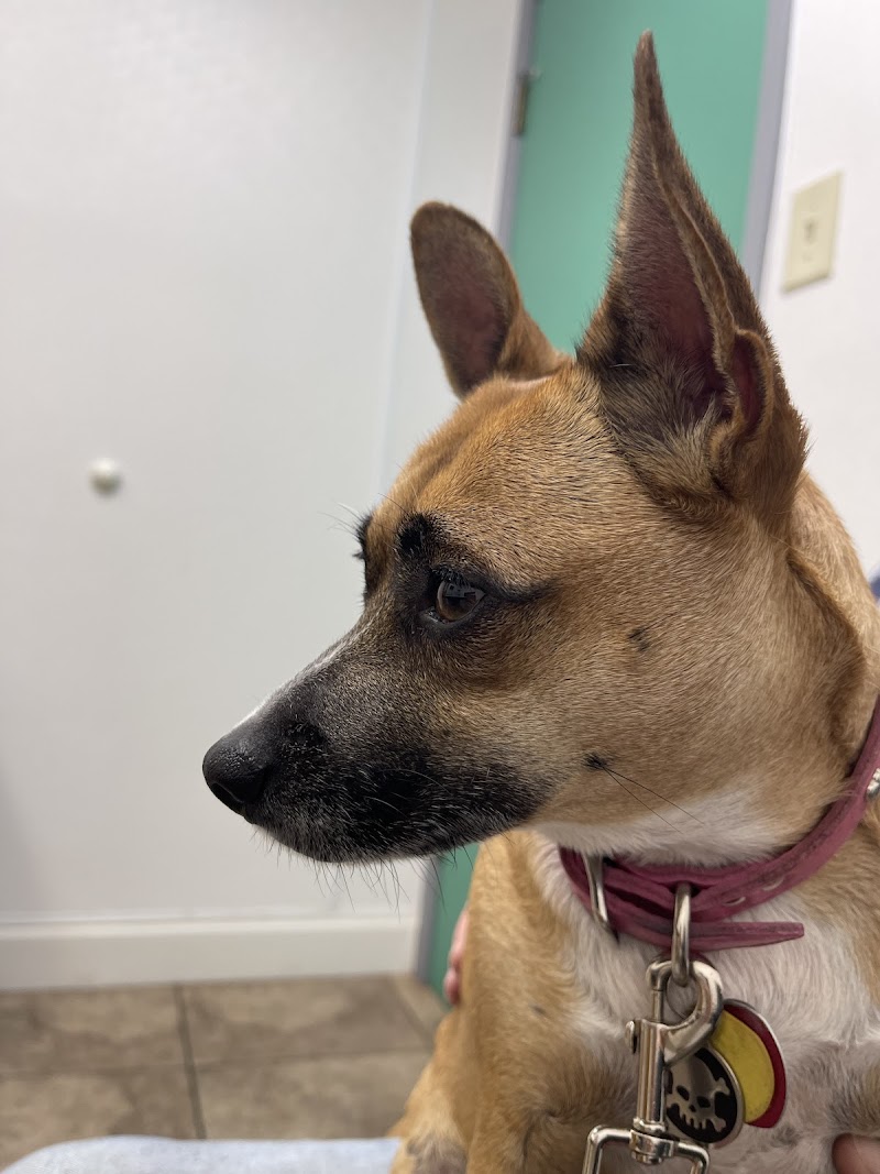 Grayson County Animal Emergency Clinic