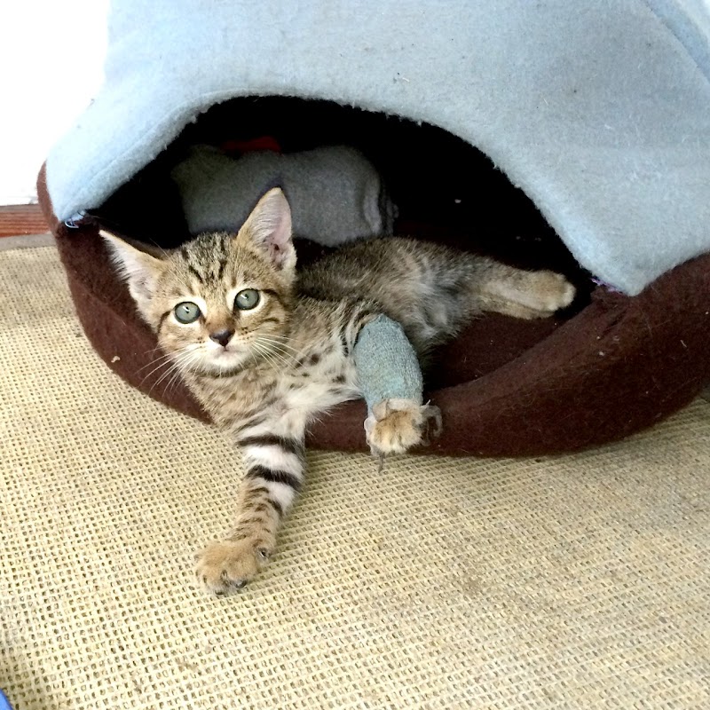 Canyon Creek Pet Hospital