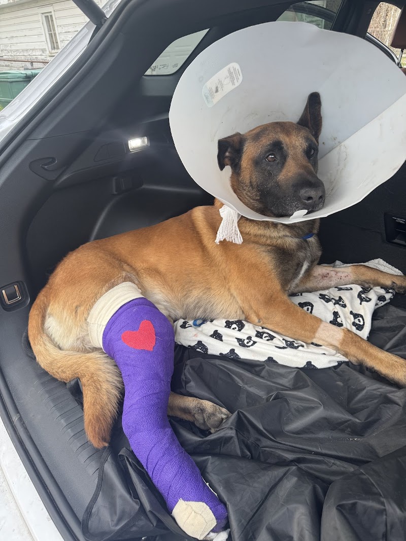 Veterinary Orthopedic Center