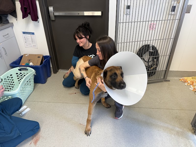 Veterinary Orthopedic Center