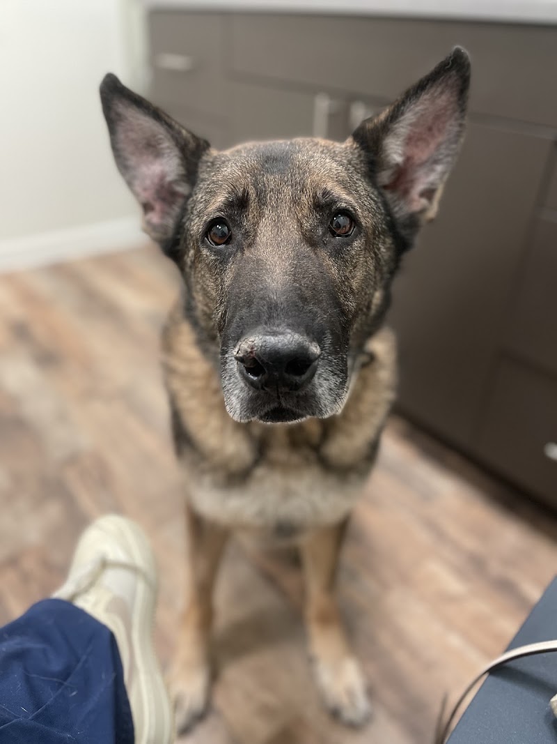 Pet Dermatology Center Philly