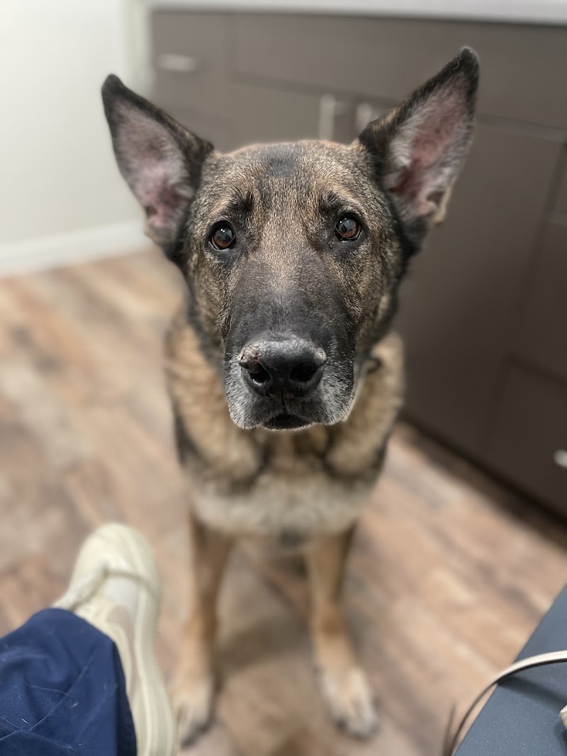 Pet Dermatology Center Philly