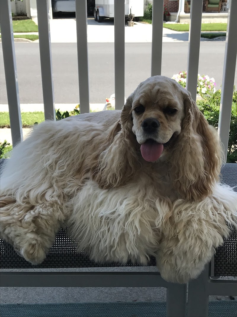Pet Dermatology Center Philly