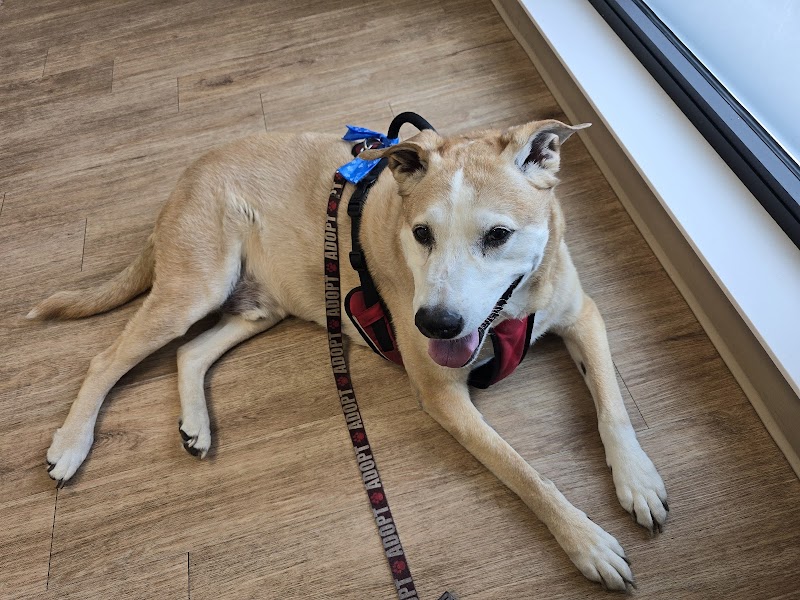 Veterinary Urgent Care Center - Dedham