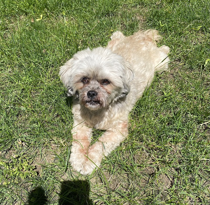 Veterinary Urgent Care Center - Dedham