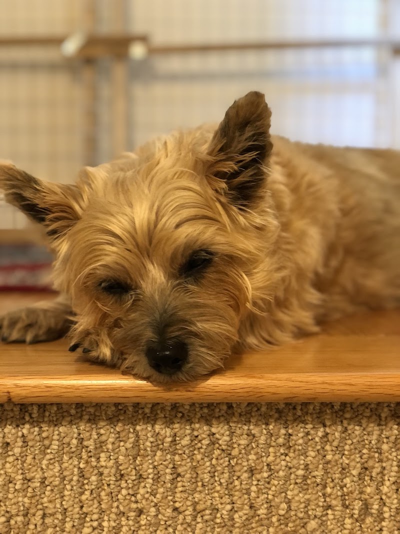 Veterinary Urgent Care Center - Dedham - Dedham