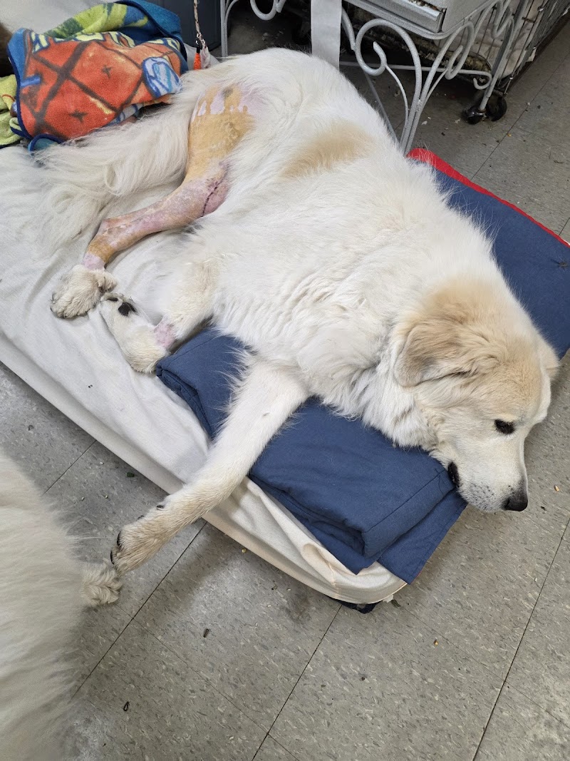Veterinary Orthopedic Surgery Center