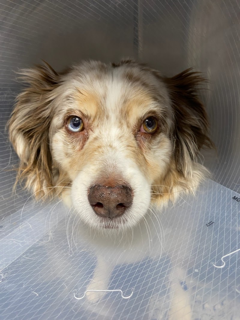 Veterinary Orthopedic Surgery Center